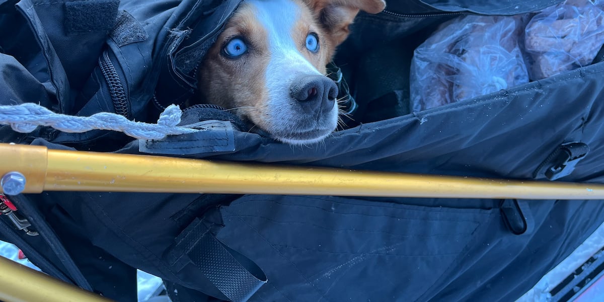 New legislation challenges CDC rule on dogs traveling into Alaska New legislation challenges CDC rule on dogs traveling into Alaska