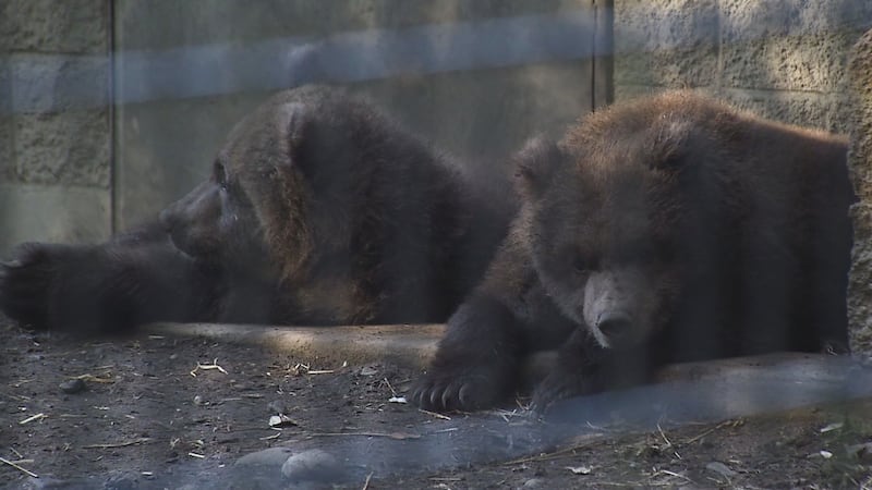 The Alaska Zoo is currently caring for five orphaned bear cubs