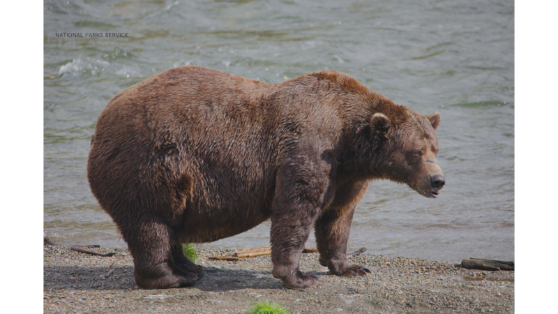 This bear is a familiar favorite to many die-hard fans of FBW