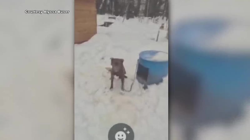 An animal cruelty investigation has been launched after the discovery of 25 dead dogs on a...