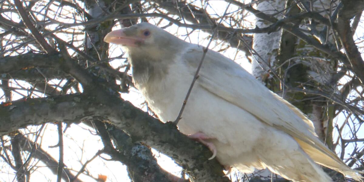 Banded Raven Will the white raven return to Anchorage this winter?