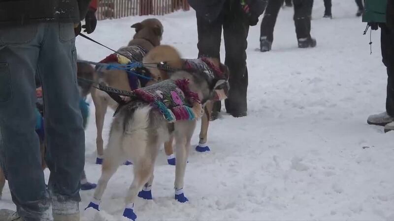 That was my last resort': Iditarod rookie recounts frantic bison encounter on trail