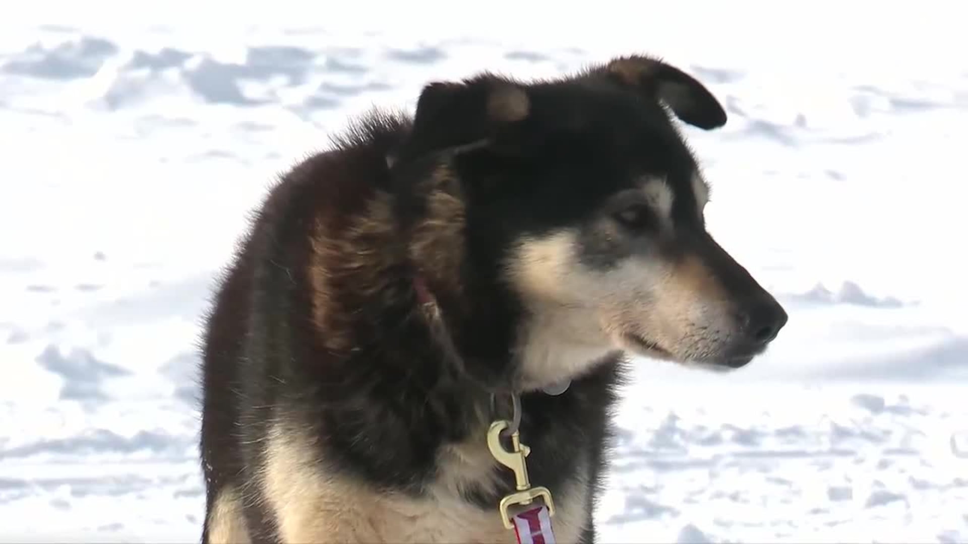 After the finish line, new homes needed for retired sled dogs