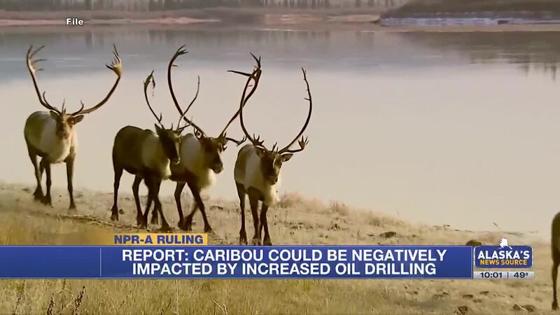 Report: Caribou in Western Alaska could be negatively impacted by oil drilling in the region