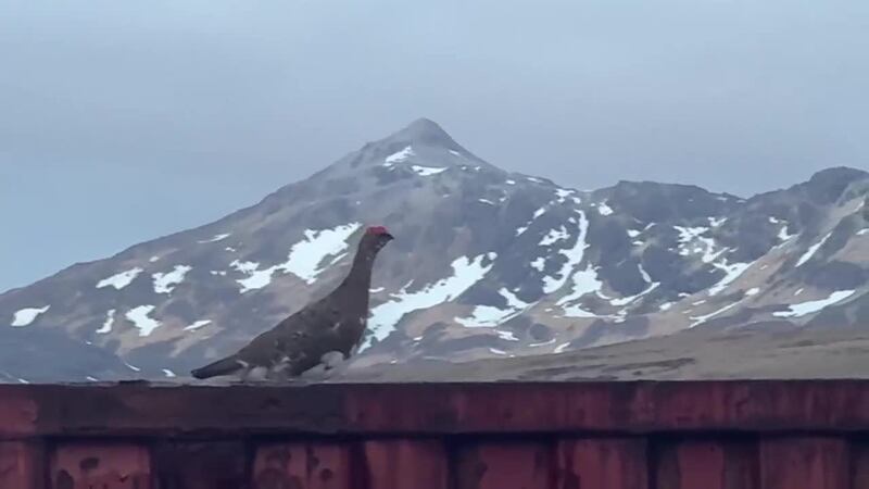 Sights & Sounds: Ptarmigan roam on Adak Island