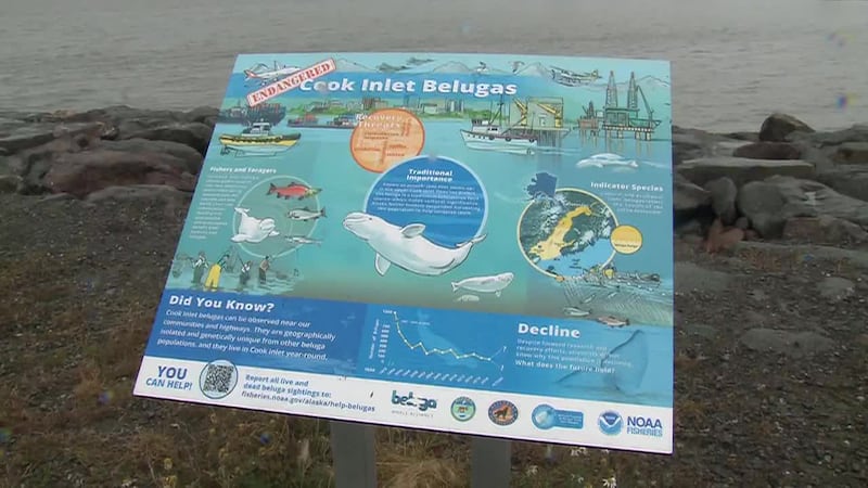NOAA is asking the public to call (877) 925-7773 if they spot the whale floating or on land.