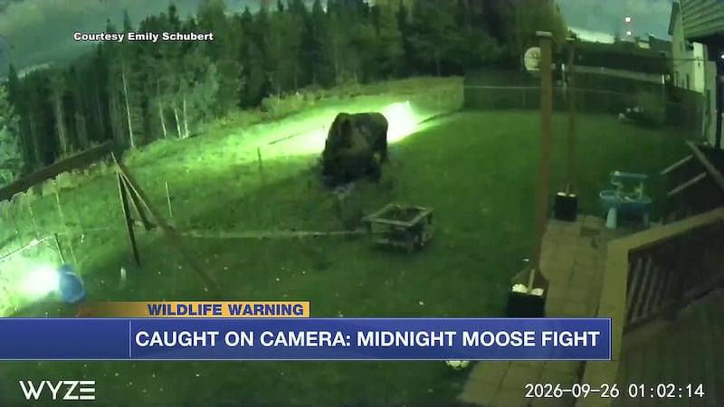 Fences down, camper scratched, antlers broken: a 1 a.m. moose brawl caught on camera.