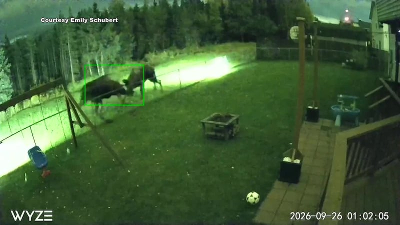 Anchorage residents report wild week for wildlife encounters