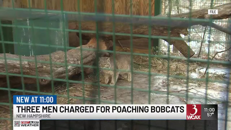 Three men are pleading guilty in New Hampshire to poaching more than 40 bobcats and taking...